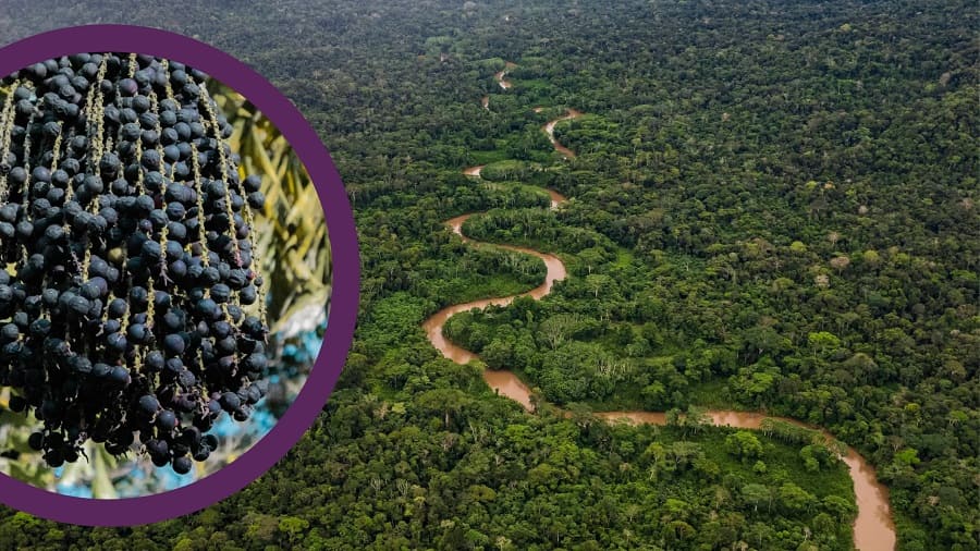 where does açai come from?